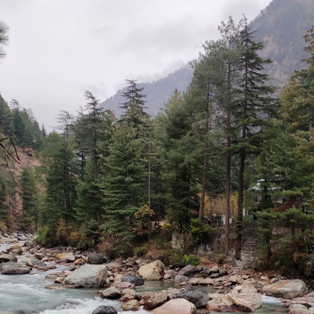 A serene view of the Parvati River Valley with a clear river flowing through large rocks, flanked by dense Deodar pine trees and other foliage, against a backdrop of misty mountains.