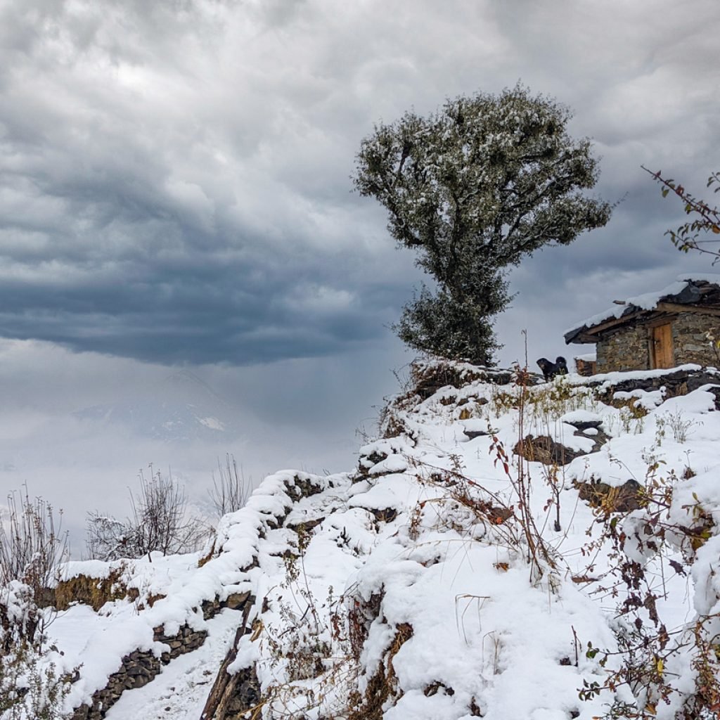 Snow-covered landscape in Sankri, Uttarkashi, with a small stone house and a tree, marking the starting point of the Kedarkantha trek during winter.